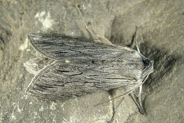 Cucullia campanulae